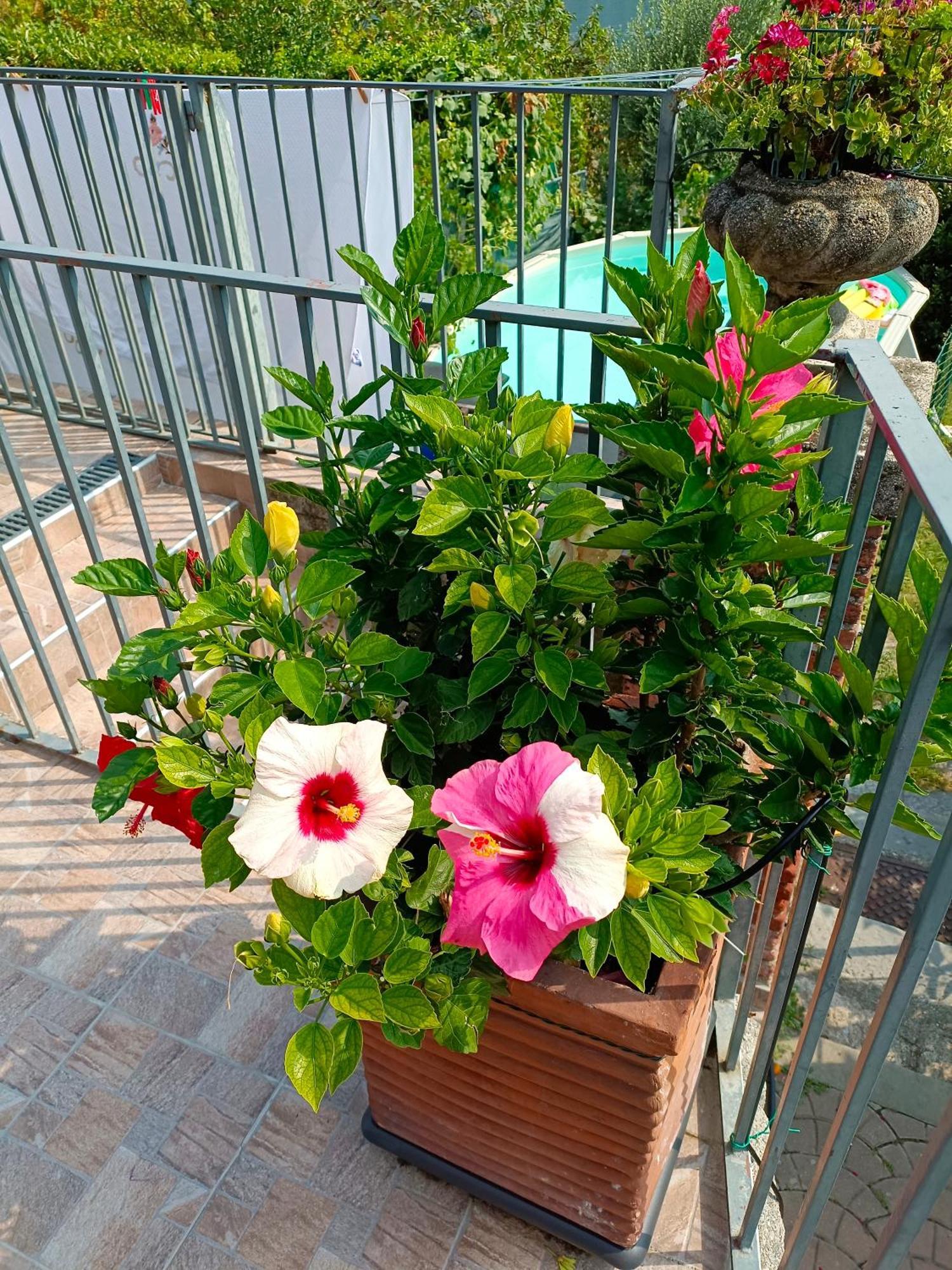 Le Rose Sul Lago Pescate Exterior foto